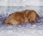 Small #1 Miniature Labradoodle