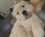 Small Photo #4 Golden Retriever Puppy For Sale in GANADO, TX, USA