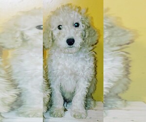 Goldendoodle (Miniature) Puppy for sale in HINCKLEY, MN, USA