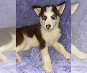 Siberian Husky Puppy for sale in SANDY HOOK, KY, USA