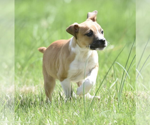 Medium Photo #3 Australian Shepherd-Chihuahua Mix Puppy For Sale in Mechanicsburg, PA, USA