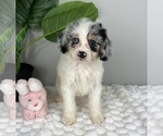 Small #5 Cavapoo