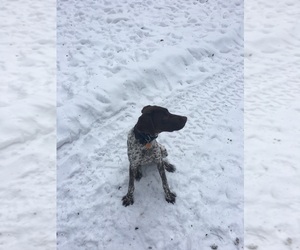 German Shorthaired Pointer Puppy for sale in PHILLIPS, WI, USA