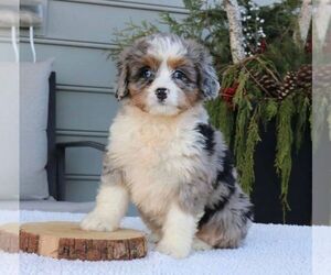 Bernedoodle (Miniature) Puppy for sale in NARVON, PA, USA