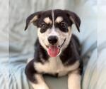 Napoleon Dynamite Pup - Trisha - Adopted! - Female Labrador Retriever-Unknown Mix Dog for Adoption - Small photo