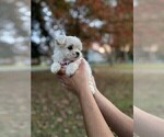 Small Photo #3 Maltipoo Puppy For Sale in CHESAPEAKE, VA, USA
