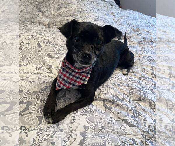 Medium Photo #2 Chihuahua-Unknown Mix Puppy For Sale in Rochester, NY, USA