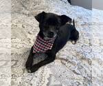Small #1 Chihuahua Mix