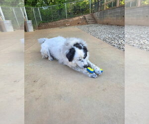 Jovie - Female Great Pyrenees-Unknown Mix Dog for Adoption - Photo #6