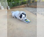 Small #5 Great Pyrenees Mix
