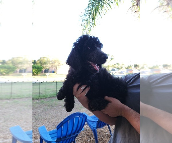 Medium Photo #9 Poodle (Standard) Puppy For Sale in SPRING HILL, FL, USA