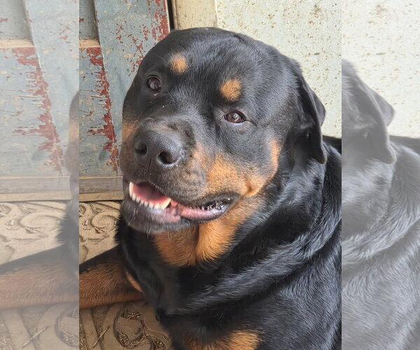 Medium Photo #4 Rottweiler Puppy For Sale in Mechanicsburg, PA, USA