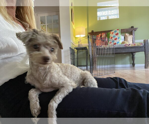 Medium Photo #2 Poodle (Miniature) Puppy For Sale in Valrico, FL, USA