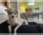 Small #1 Poodle (Miniature)