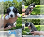 Small #1 Australian Shepherd-Goldendoodle Mix