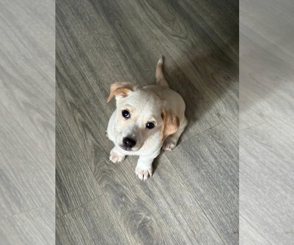 Medium Photo #1 Jack Chi Puppy For Sale in Holly Springs, NC, USA