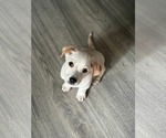 Small Jack Chi