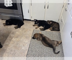 German Shepherd Dog Litter for sale in BLOOMINGTON, WI, USA