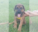 Small #6 Doberman Pinscher