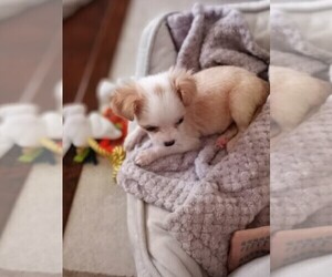 Chihuahua Puppy for sale in TEMECULA, CA, USA