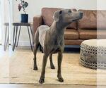 Small #1 Weimaraner