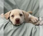 Small #1 Labrador Retriever Mix