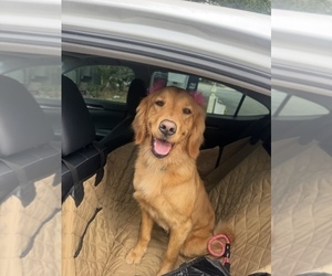 Mother of the Golden Retriever puppies born on 06/26/2025