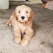Small Photo #18 Goldendoodle Puppy For Sale in CITRUS HEIGHTS, CA, USA