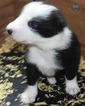 Small Photo #4 Border Collie Puppy For Sale in WHITE SALMON, WA, USA