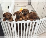 Small #20 Rhodesian Ridgeback