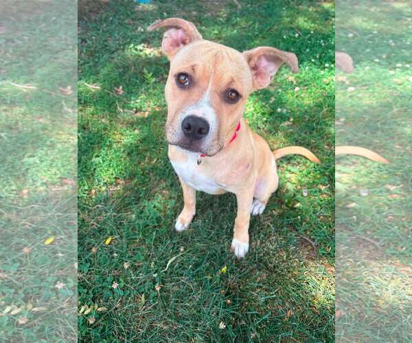 Medium Photo #1 American Staffordshire Terrier-Unknown Mix Puppy For Sale in New Oxford , PA, USA