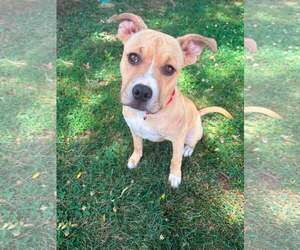 American Staffordshire Terrier-Unknown Mix Dogs for adoption in New Oxford , PA, USA