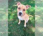 Small American Staffordshire Terrier Mix