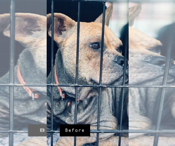 Medium Photo #4 French Bulldog Puppy For Sale in Kansas City, MO, USA