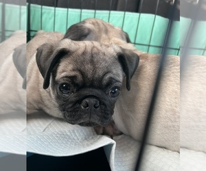 Pug Puppy for sale in WEST CORNWALL, CT, USA