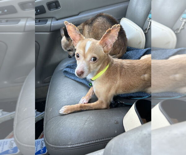Medium Photo #1 Chihuahua-Unknown Mix Puppy For Sale in San Diego , CA, USA