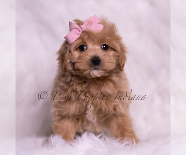 Medium Photo #106 Maltipoo (Miniature) Puppy For Sale in WARSAW, IN, USA