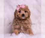 Small #4 Maltipoo (Miniature)