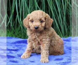 Goldendoodle-Poodle (Miniature) Mix Puppy for sale in MYERSTOWN, PA, USA