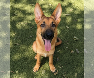 German Shepherd Dog-Unknown Mix Dogs for adoption in Hilton Head, SC, USA