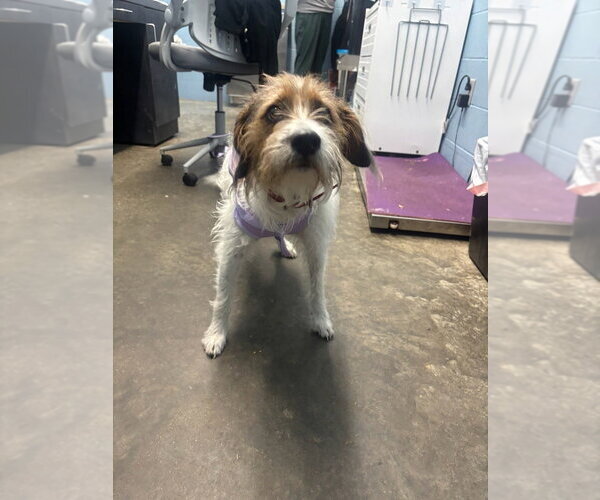 Medium Photo #1 Jack Russell Terrier-Unknown Mix Puppy For Sale in Evansville, IN, USA