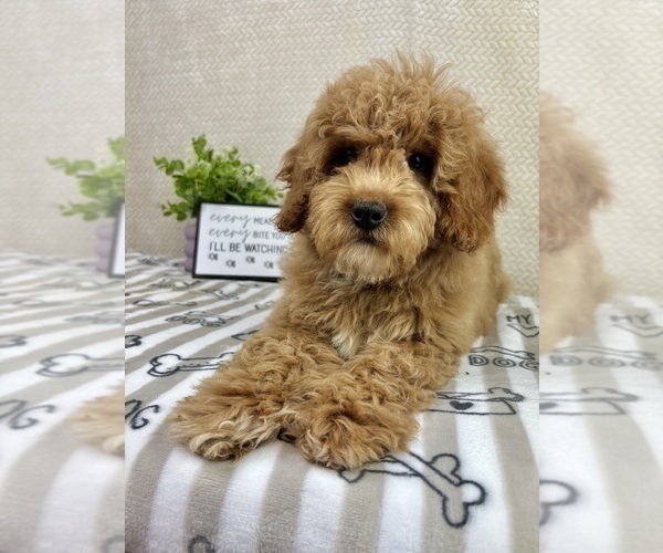Medium Photo #6 Goldendoodle mix (+ Poodle Miniature) Puppy For Sale in INDIANAPOLIS, IN, USA