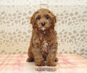 Cavapoo Puppy for sale in DENVER, PA, USA