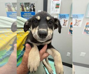 Mutt Dogs for adoption in Calgary, Alberta, Canada
