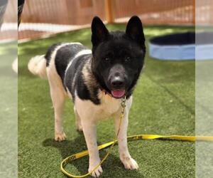 Akita-Unknown Mix Dogs for adoption in Las Vegas, NV, USA
