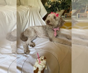 Mother of the Goldendoodle (Miniature) puppies born on 06/17/2026