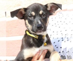 Mutt Dogs for adoption in Washington, DC, USA