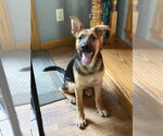 Small #1 Mutt