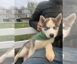 Small Photo #31 Siberian Husky Puppy For Sale in TRIMBLE, MO, USA