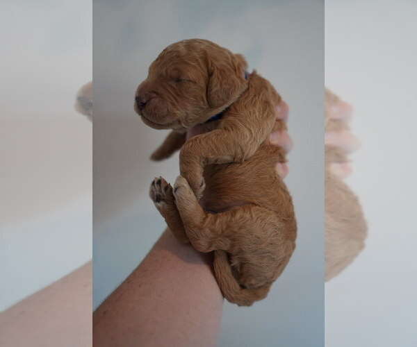 Medium Photo #2 Goldendoodle (Miniature) Puppy For Sale in DALLAS, OR, USA